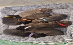 Staffordshire Bull Terrier dogs for sale: Staffordshire Bull Terrier Pups - Image 1
