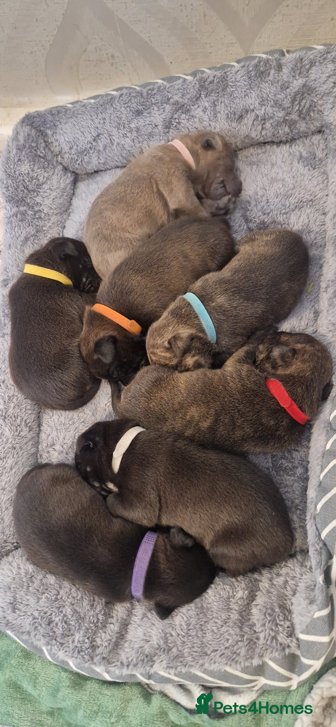 Staffordshire Bull Terrier dogs for sale: Staffordshire Bull Terrier Pups - Image 1