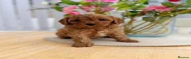 Cavapoo Puppy 4