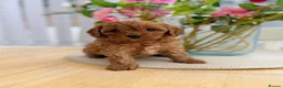 Cavapoo dogs for sale: Ready NOW only TWO boys left! F1bb Toy Cavapoos - Advert 17