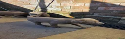 Labrador Retriever dogs for sale: Silver labradors  - Advert 5