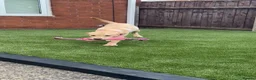 Labrador Retriever dogs for sale: 6 month old lab for sale  in Stockton-on-Tees - Advert 3