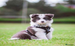 Border Collie dogs for sale: WINNING CRUFTS COMPETITORS. KC REG, HEALTH TESTED - Image 34