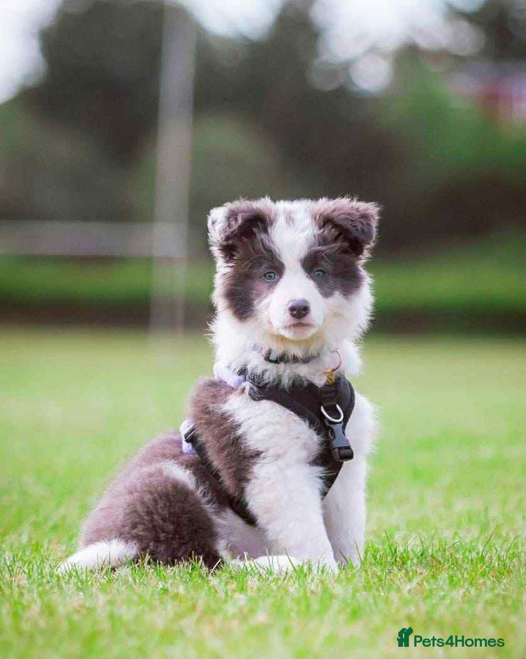 Border Collie dogs for sale: WINNING CRUFTS COMPETITORS. KC REG, HEALTH TESTED - Image 34