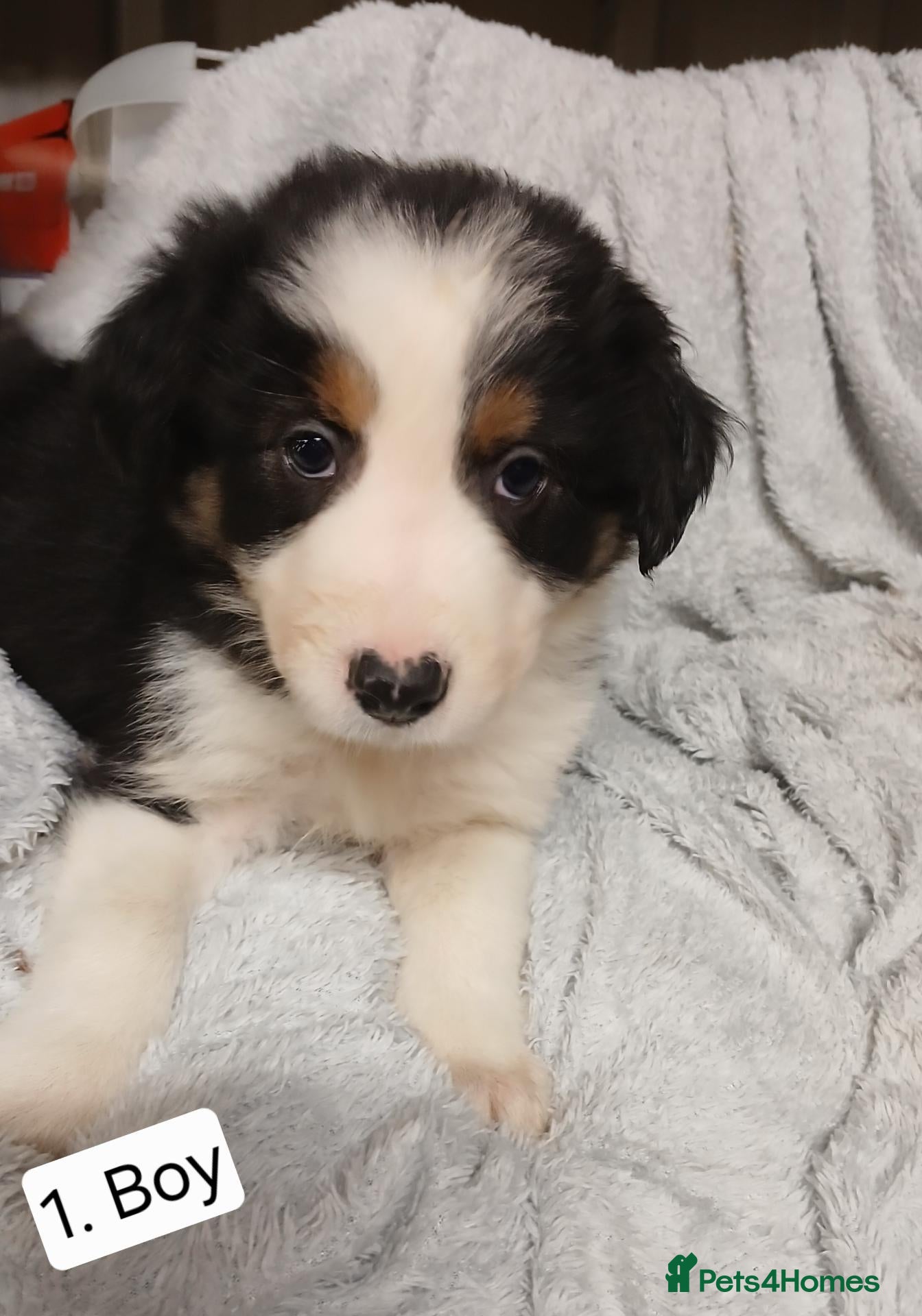 Border Collie dogs for sale: Outstanding Tri-Colour Border Collie Puppies - Advert 12