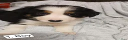 Border Collie dogs for sale: Outstanding Tri-Colour Border Collie Puppies - Advert 3