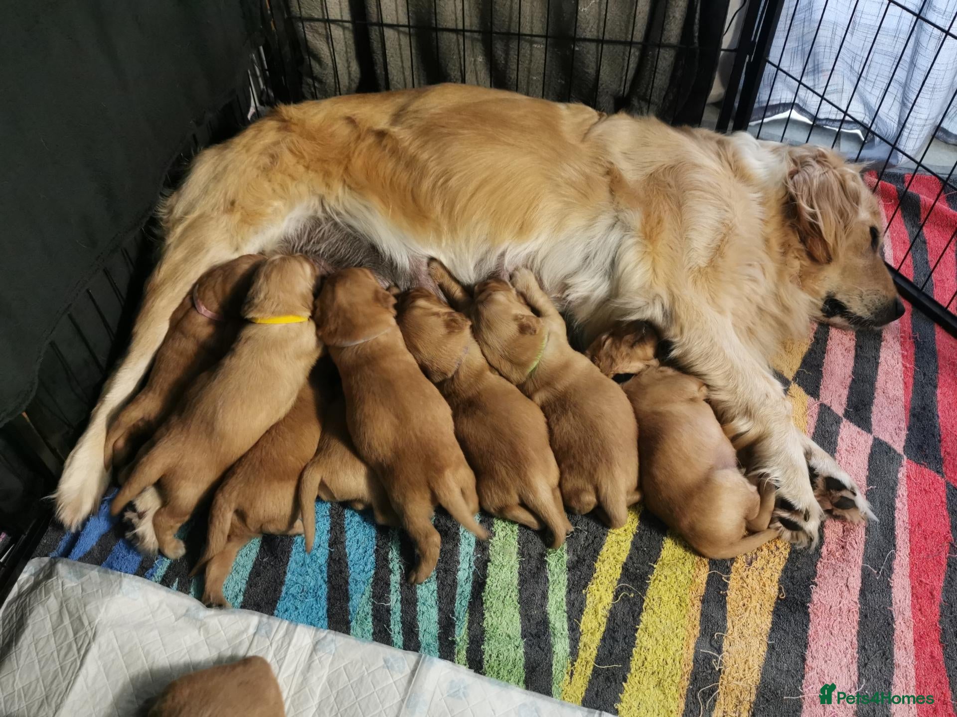 Golden Retriever dogs Lovely Golden Retriever Puppy's  - Advert 1