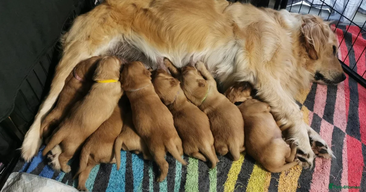Golden Retriever Puppies For Sale Pets4Homes golden-retriever-puppies-for-sale-pets4homes