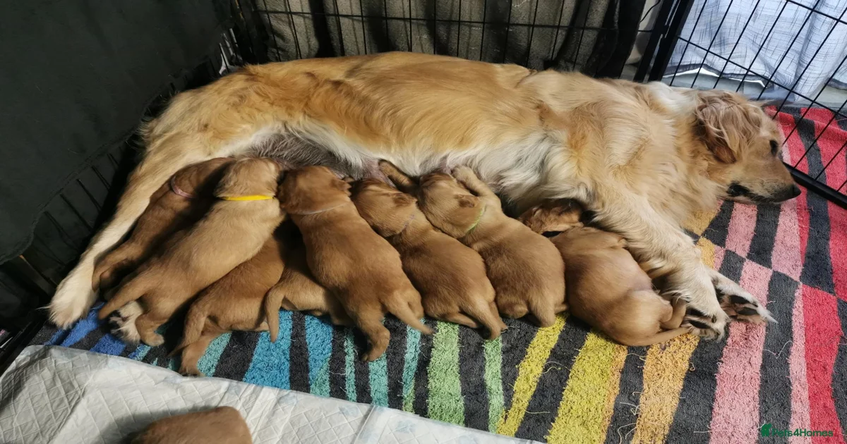Golden Retriever Puppies For Sale Pets4Homes Golden Retriever Puppies For Sale Pets4Homes