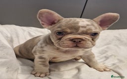 French Bulldog dogs for sale: Last 2 females dwkc frenchies - Image 13