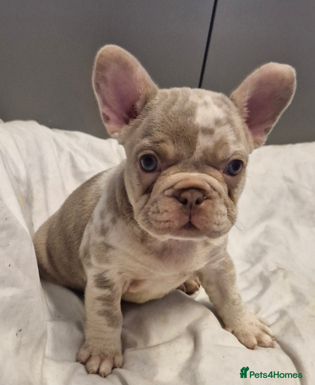 French Bulldog dogs for sale: Last 2 females dwkc frenchies - Image 13