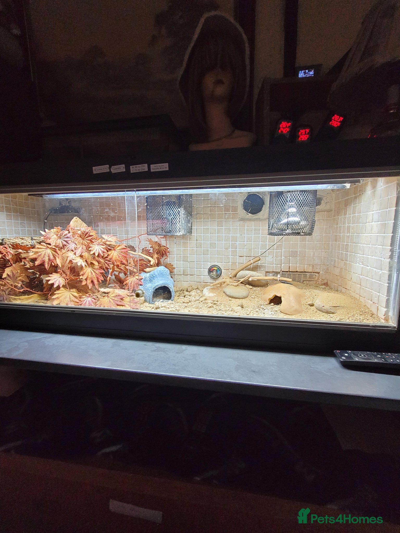 Gecko reptiles Leopard gecko - Advert 5