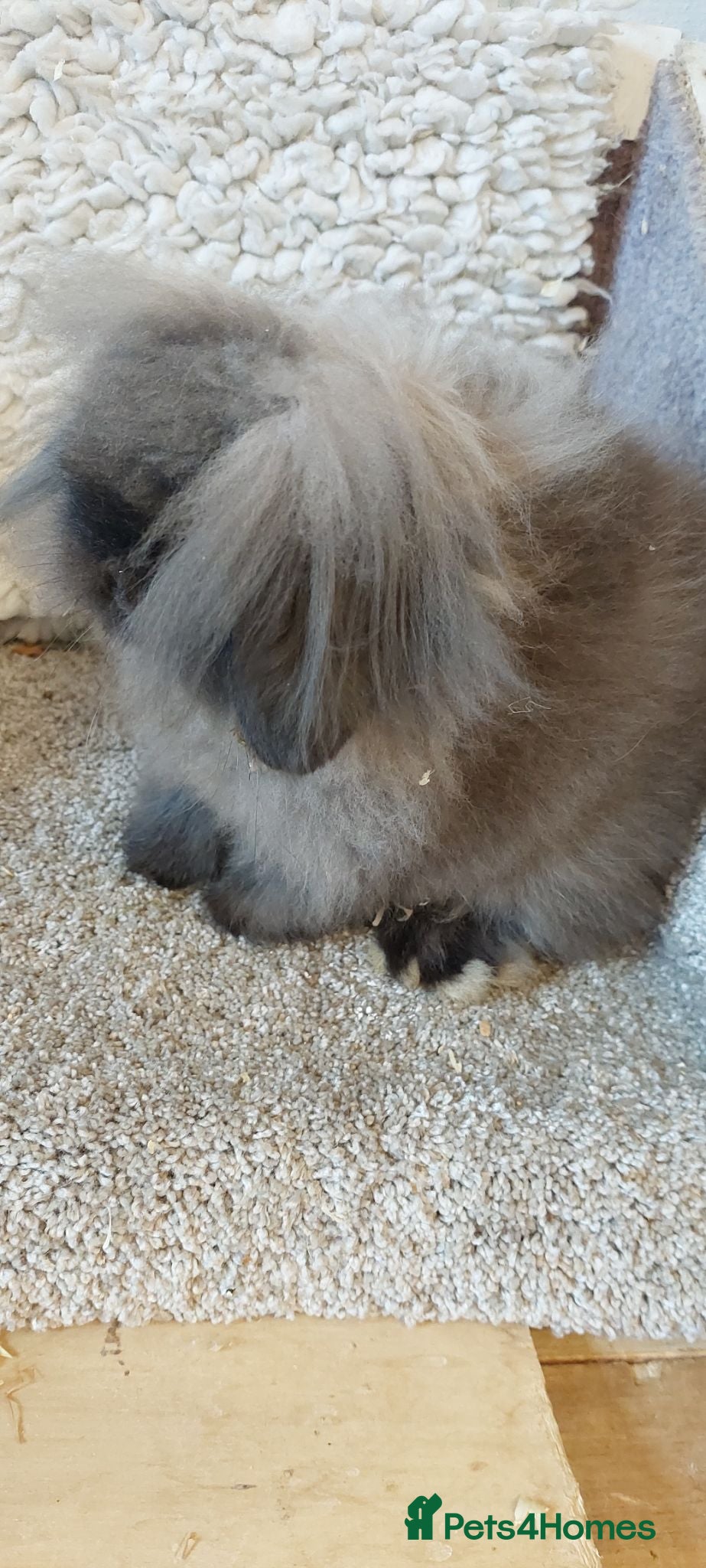 Mini Lion Lop rabbits Mini lionlop buck & doe  - Advert 10