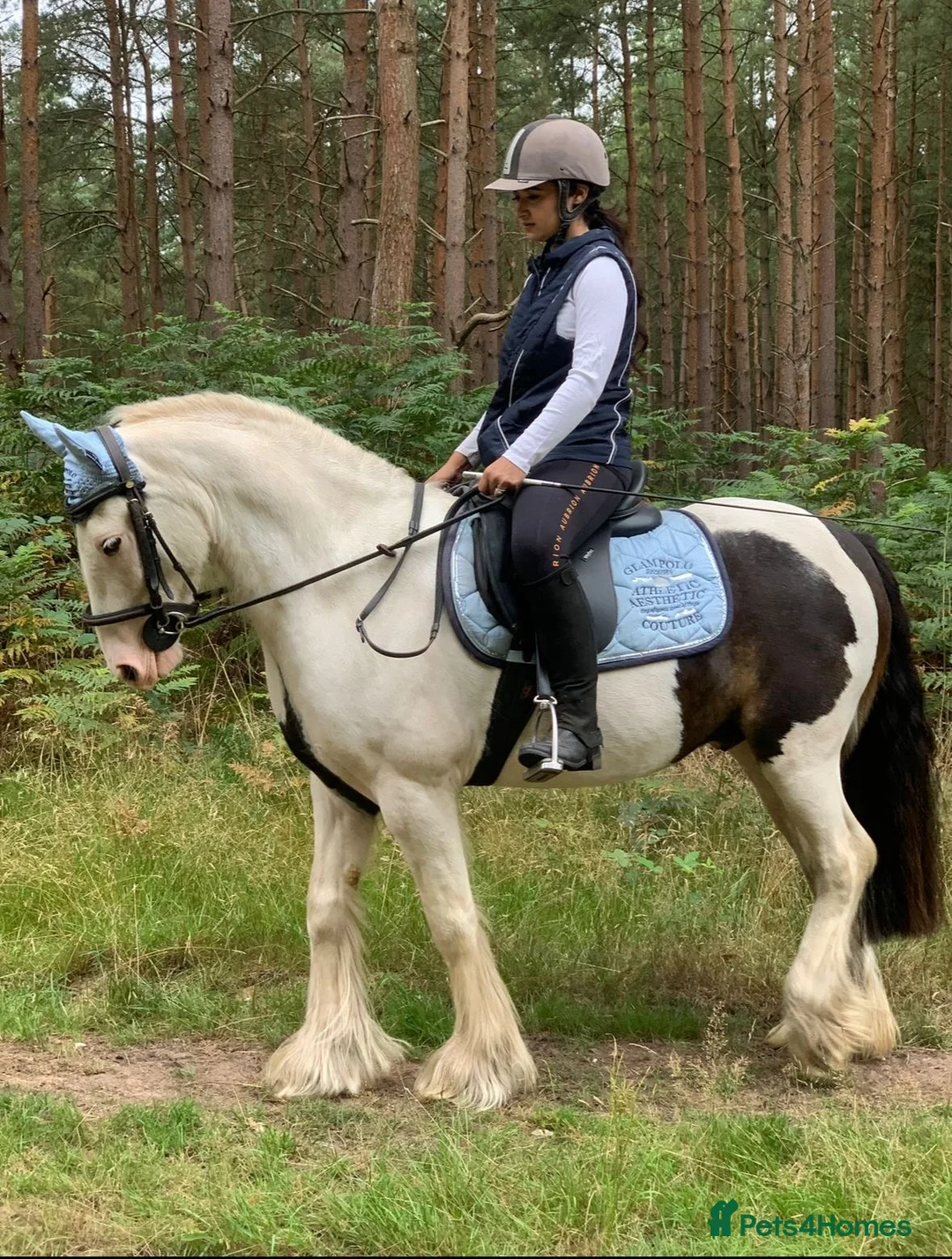 Paint horses for sale: Foot perfect pony  - Advert 2