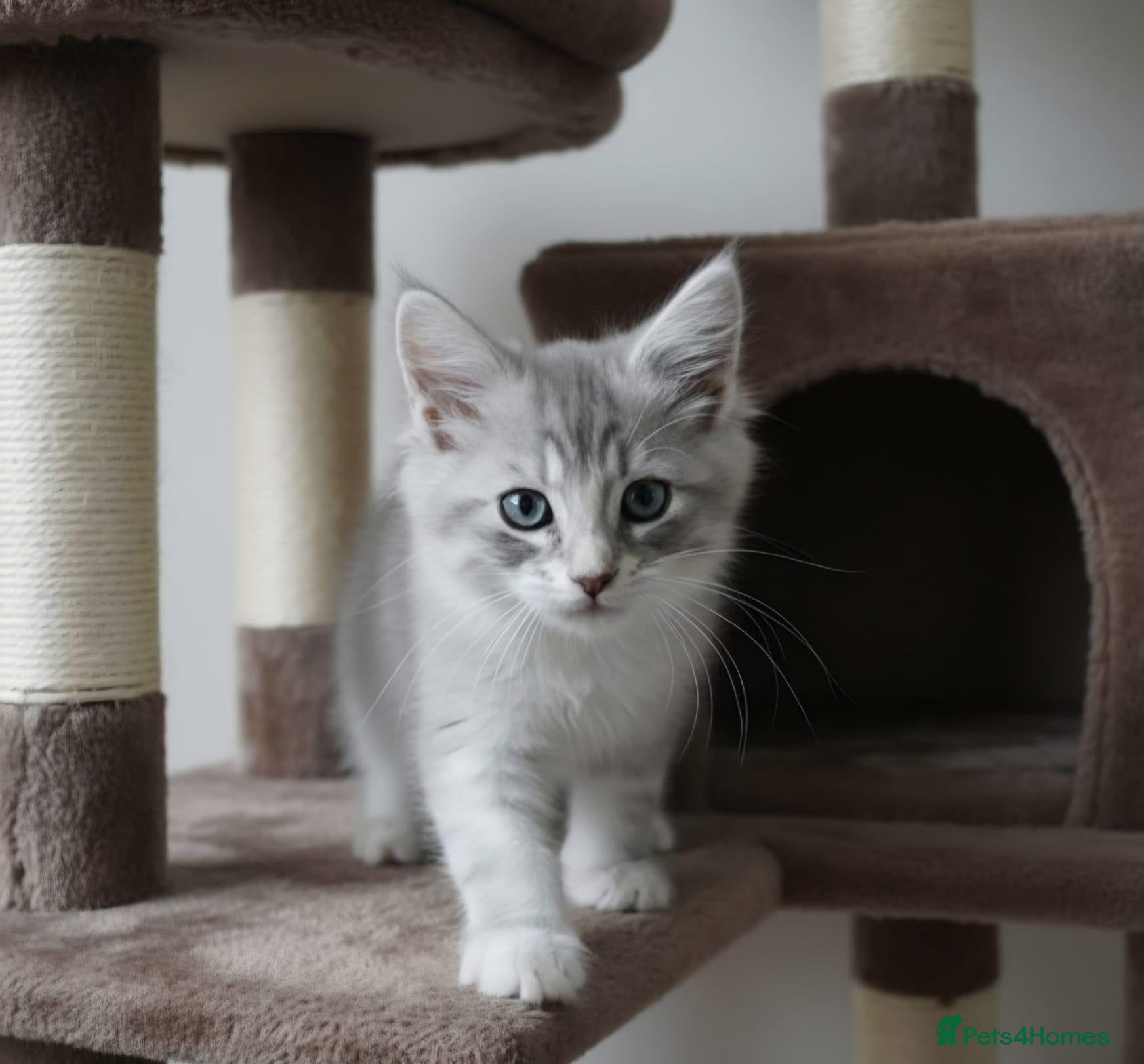 Maine Coon cats BEAUTIFUL MAINE COON KITTENS, POLY AND NON POLY  - Advert 1