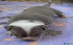 Olde English Bulldogge dogs for sale: Olde english bulldogge pups 1 male / 1 female  - Image 9