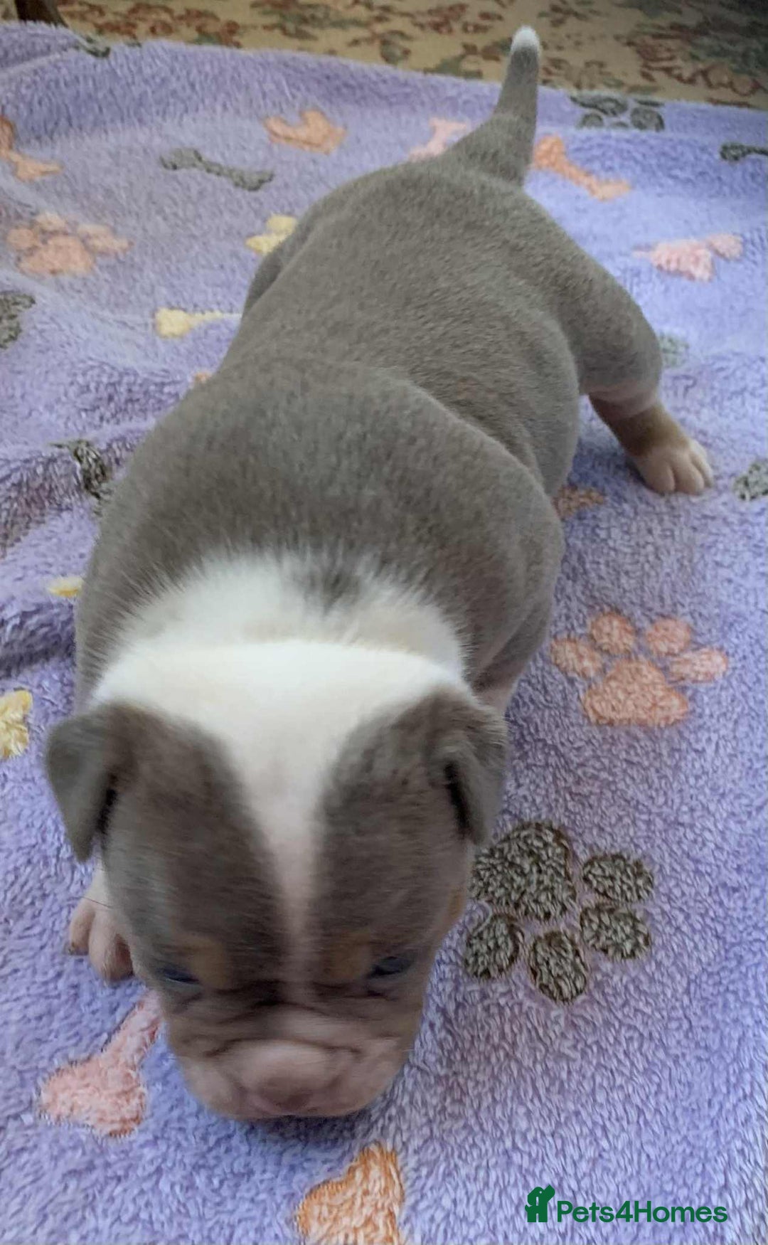 Olde English Bulldogge dogs for sale: Olde english bulldogge pups 1 male / 1 female  - Image 9
