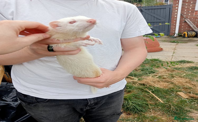 Ferret rodents - Advert 3