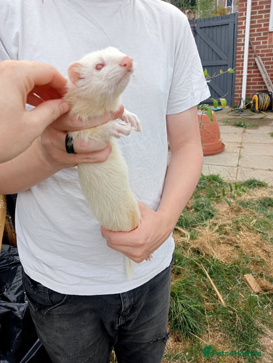 Ferret rodents for sale: Jill Ferret - Image 1