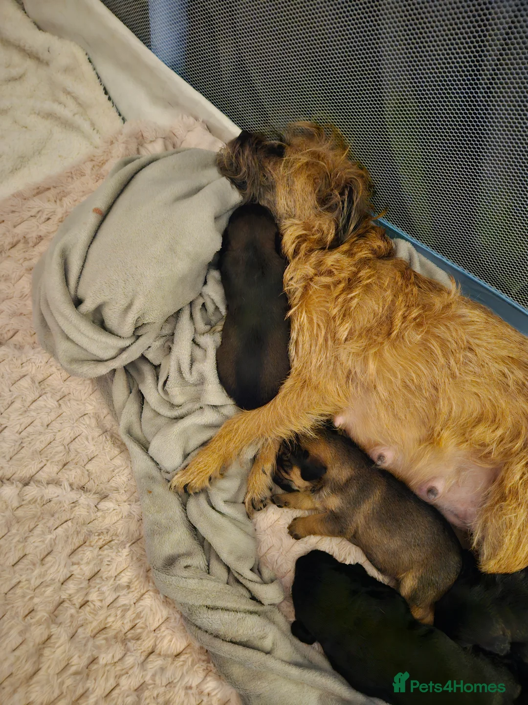 Mixed Breed dogs for sale: 4 beautiful pups for sale - Advert 3