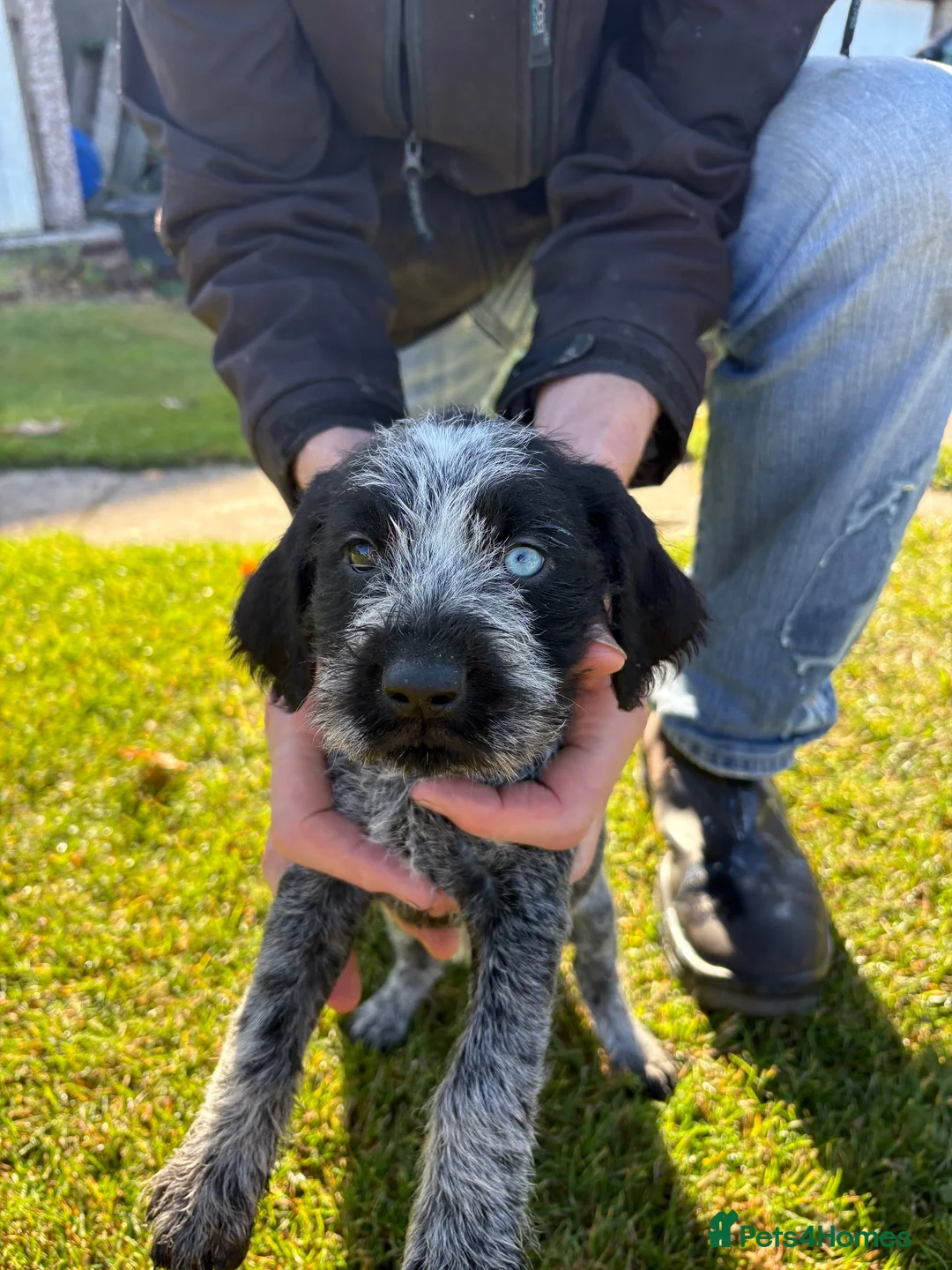 German Wirehaired Pointer dogs for sale: German Wire Haired Pointer Puppies For Sale  in Stanley - Advert 2