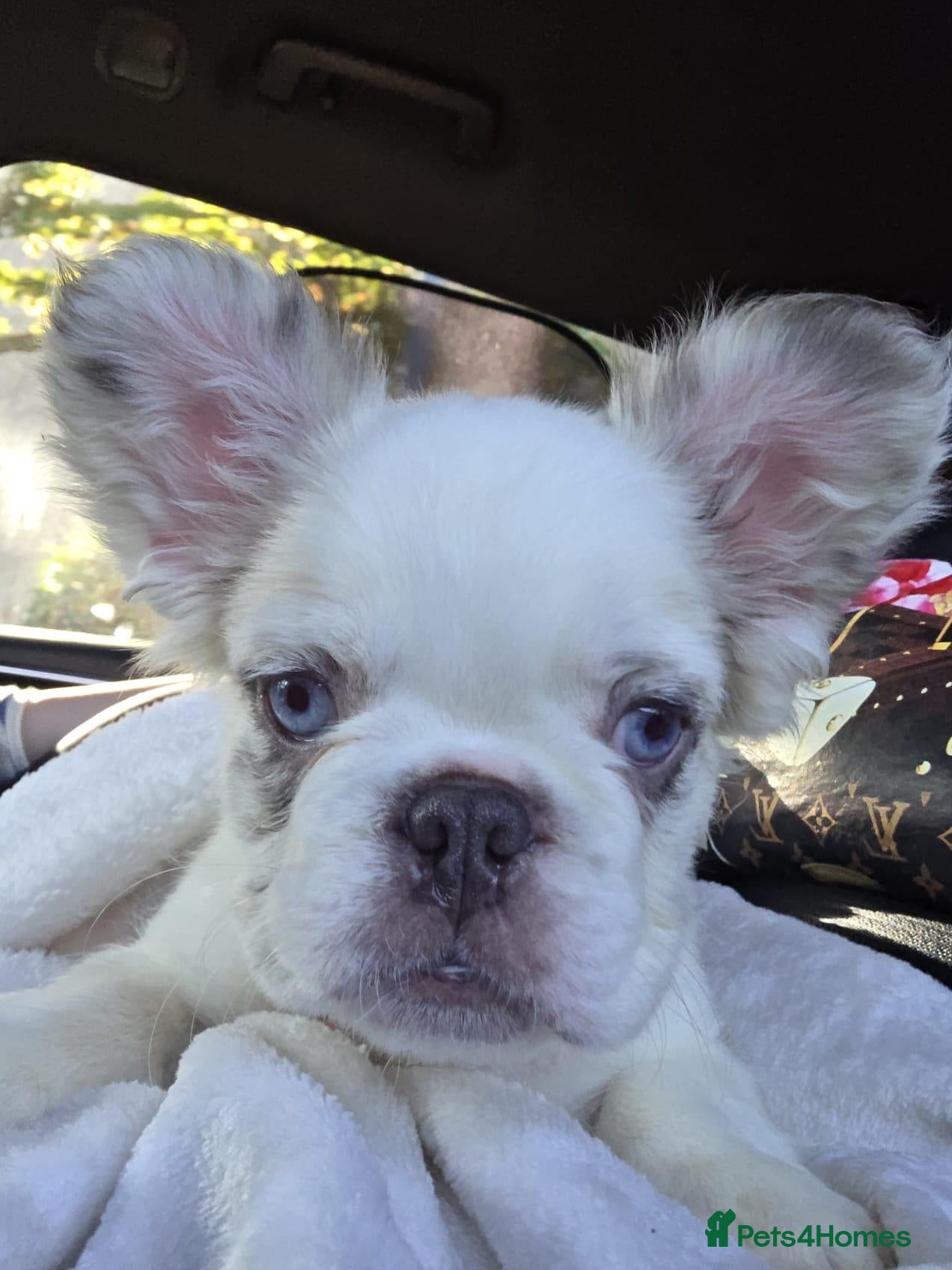 French Bulldog dogs Fluffy boy French Bulldog  - Advert 2