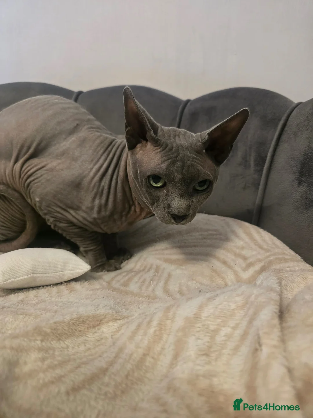 Sphynx cats for sale: Canadian Sphynx Kittens - Advert 10