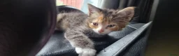 British Shorthair cats for sale: Two Beautiful Female Kittens - Advert 7