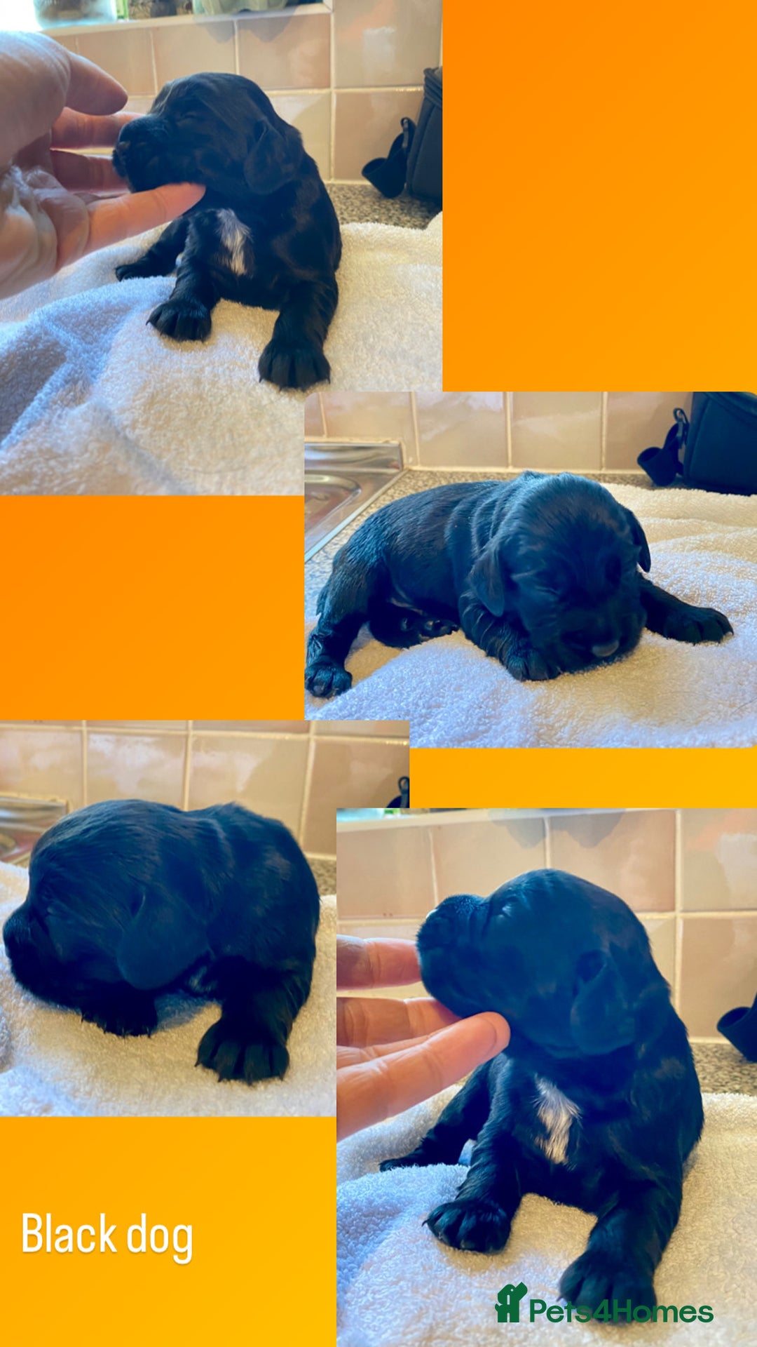 Cocker Spaniel dogs for sale: Working Cocker Spaniel Pups - Image 12