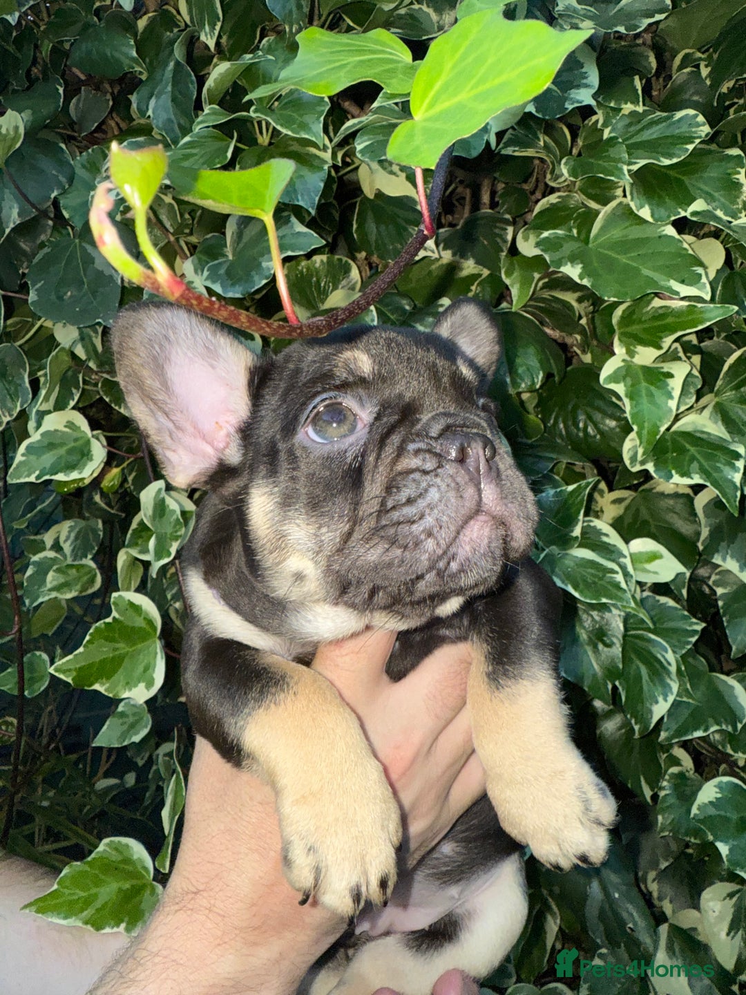 French Bulldog dogs for sale: READY NOW French bulldog puppies for sale - Image 5