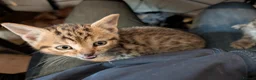 Mixed Breed cats for sale: Stunning Kittens Ready to Leave 30th September - Advert 8