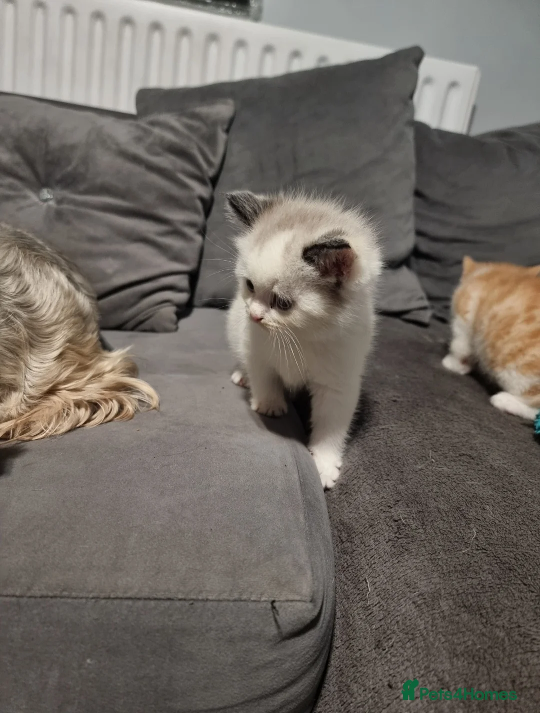 Persian cats for sale: Persian kittens  - Advert 2