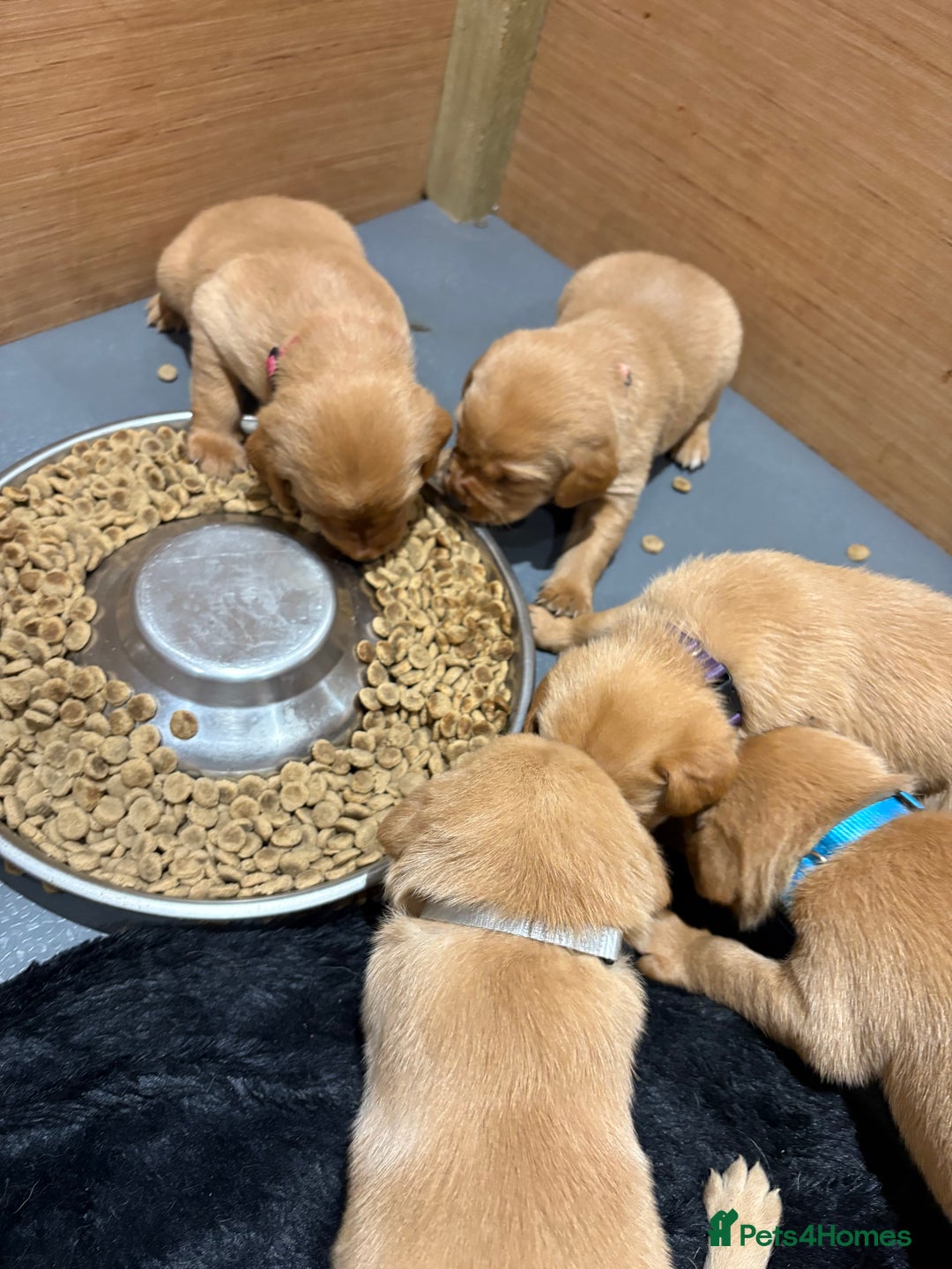 Labrador Retriever dogs for sale: Beautiful kc registered fox red labs - Image 2