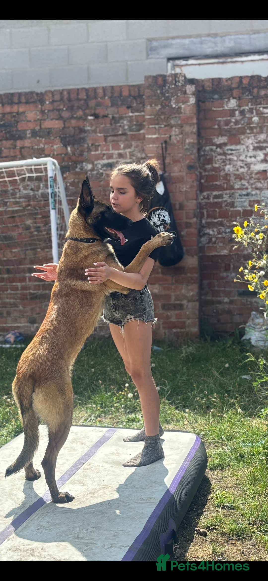 Belgian Shepherd Dog dogs for sale: Belgian malinois female 18-20moths old  - Advert 2