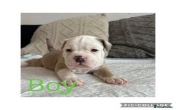 Olde English Bulldogge dogs for sale: 7 olde English bulldogs puppies - Image 8