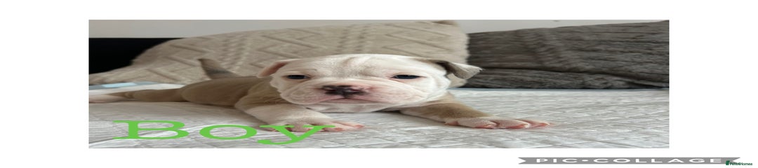 Olde English Bulldogge Puppy 6