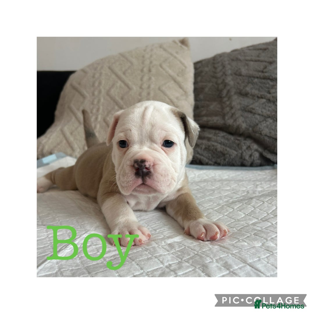 Olde English Bulldogge dogs for sale: 7 olde English bulldogs puppies - Image 8