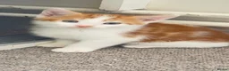 Mixed Breed cats for sale: Ginger with white patch kitten  - Advert 2