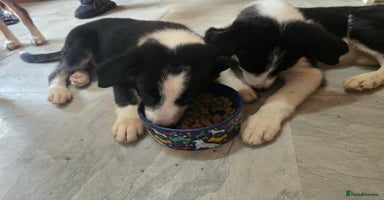 Border Collie dogs - Advert 3