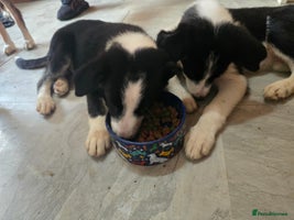 Border Collie dogs - Advert 3