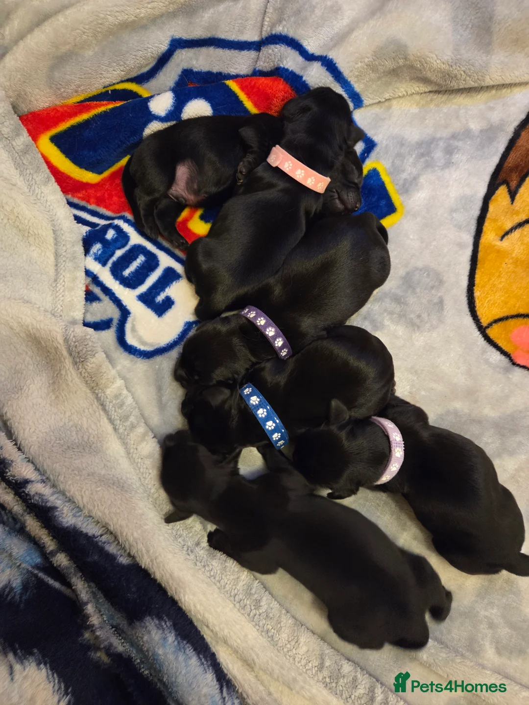 Mixed Breed dogs for sale: Docker cocker spaniel x miniature dachshund - Advert 9