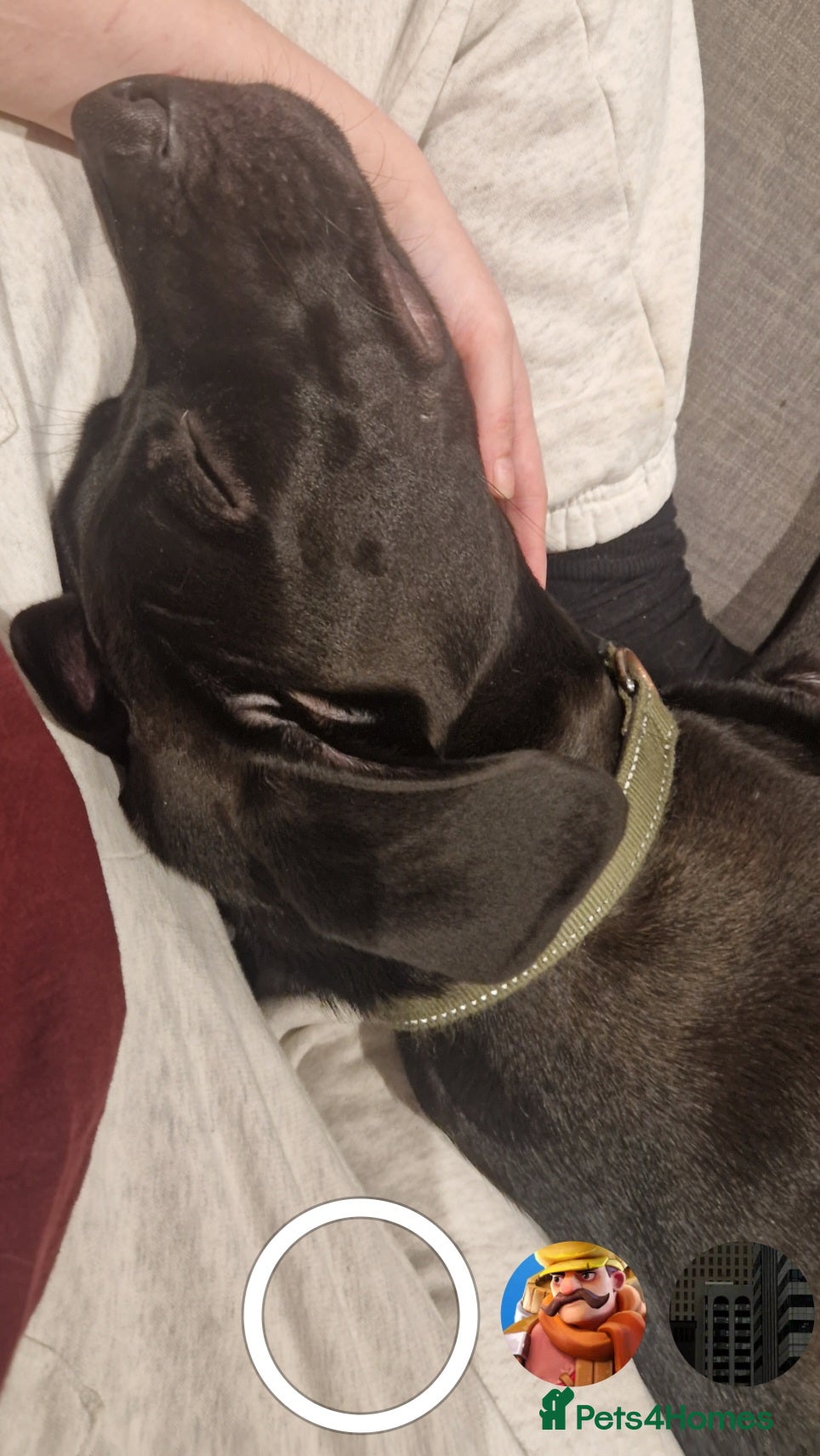 Mixed Breed dogs Django Cane corso X Greyhound  - Advert 11