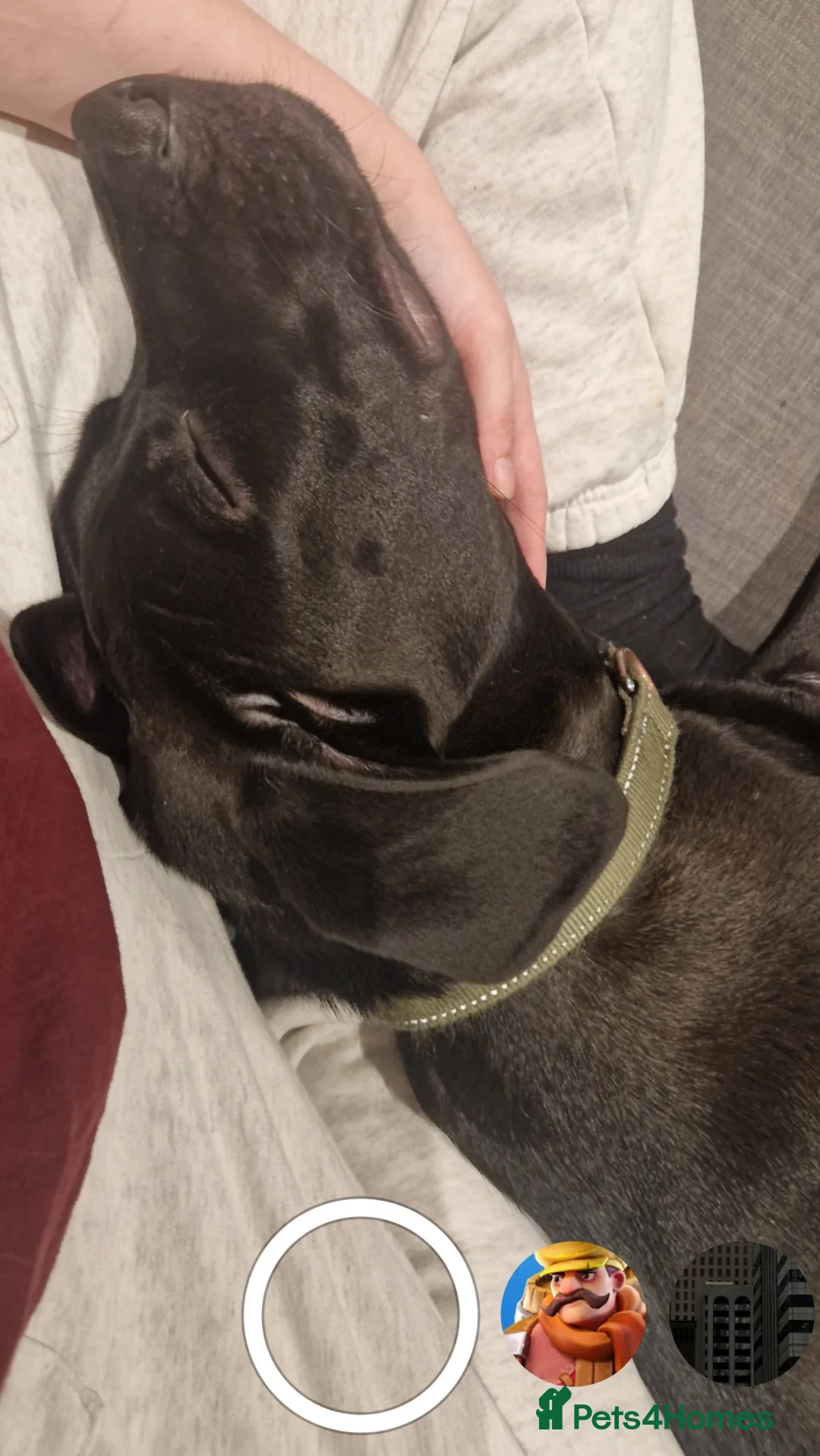 Mixed Breed dogs for sale: Django Cane corso X Greyhound  - Advert 2