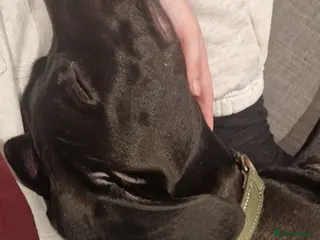 Mixed Breed dogs Django Cane corso X Greyhound - Advert 3