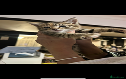 Mixed Breed cats for sale: Beautiful Striped Kittens - 4 Boys - Image 6