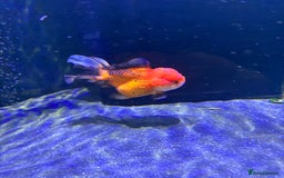 Fancy Goldfish fish for sale: Large Fancy goldfish 2 oranda one ranchu  - Image 5