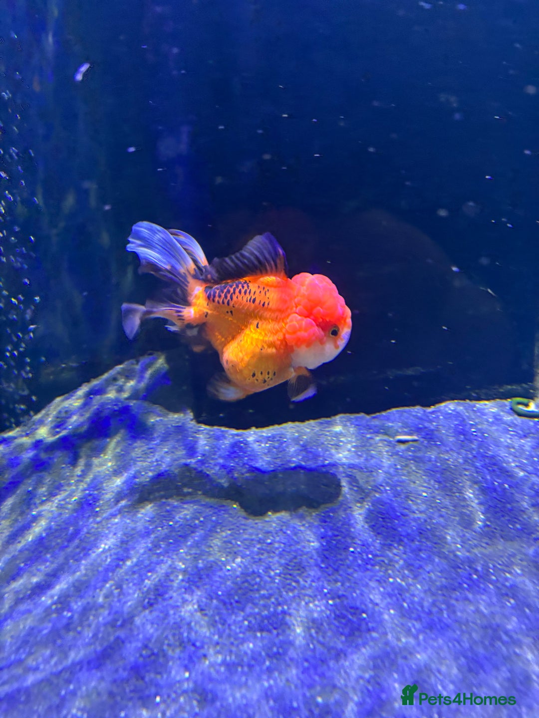 Fancy Goldfish fish for sale: Large Fancy goldfish 2 oranda one ranchu  - Image 5