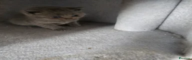 British Shorthair Kitten 3