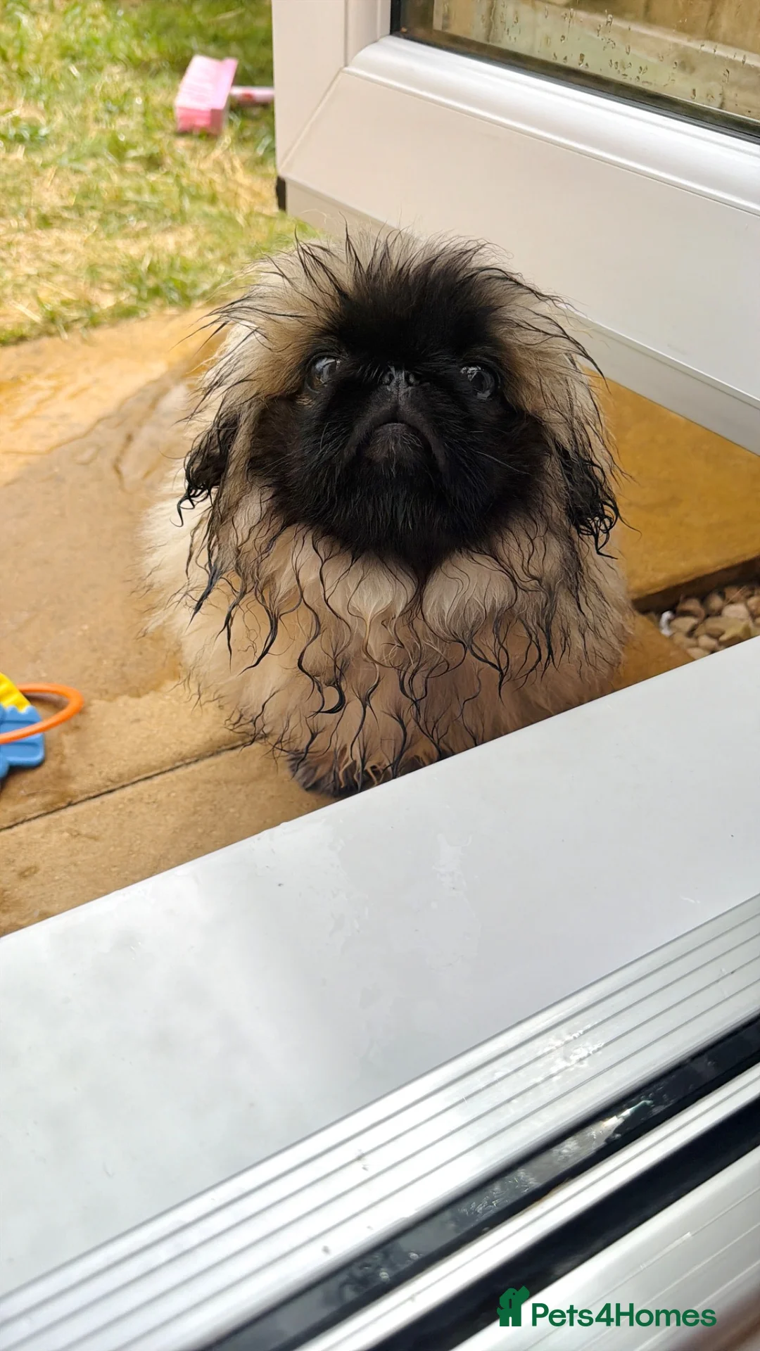 Pekingese dogs for sale: Outstanding Pekingese Girl in Warrington - Advert 2