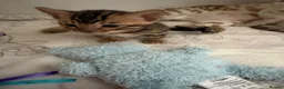 Bengal cats for sale: TICA reg Outstanding Bengal Kittens  - Advert 7
